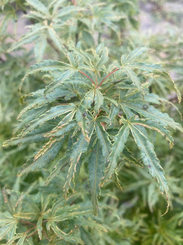 Acer palmatum 'Lily pad' Variegated Dwarf Japanese Maple - Maple Ridge Nursery